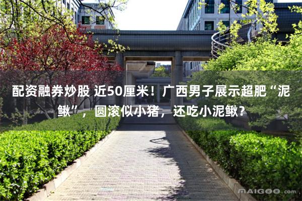配资融券炒股 近50厘米！广西男子展示超肥“泥鳅”，圆滚似小猪，还吃小泥鳅？